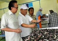 Sharif Cicip Sutardjo mengamati ikan sidat yang siap diolah di Sukabumi, Jawa Barat. Efrimal Bahri/Humas KKP.