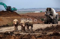 Kerbau melintasi lahan proyek pembangunan insfrastruktur perluasan jalan di kawasan Delta Mas, Cikarang Pusat.