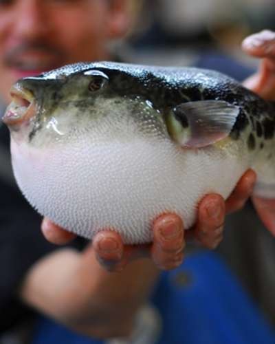 5 Makanan Ini Tidak Boleh Dimakan di Amerika