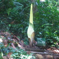 Melihat Indahnya Bunga Bangkai Mekar di Kebun Raya Bogor