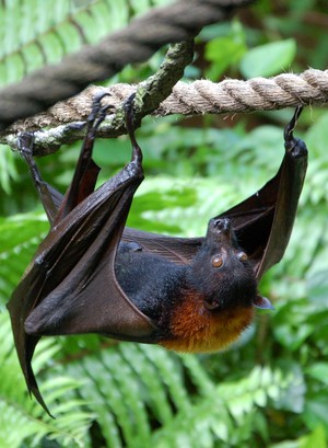 Di Manado, masyarakat menguliti dan membakar Batman