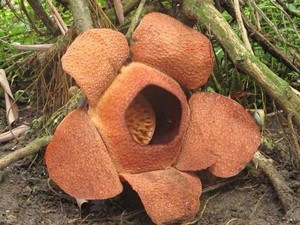 Langka! Rafflesia dan Bunga Bangkai Mekar Hampir Bersamaan