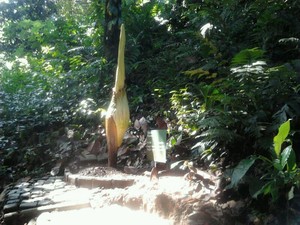 Siap-siap! Bunga Terbesar Sedunia Segera Mekar di Bogor