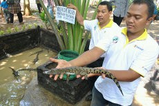 Sukses Tetaskan 38 Telur Buaya, Bonbin Semarang Raih Rekor MURI