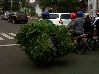 Motor terlihat sesak karena dipenuhi sayuran. (Foto: Ade Kurniawan)