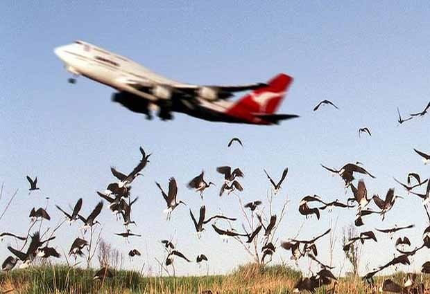 Gawat, Makin Banyak Burung yang Tabrakan dengan Pesawat