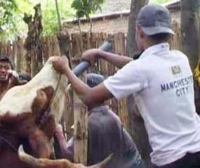 Harga Sapi Mahal, Pedagang Jual Daging Gelonggongan