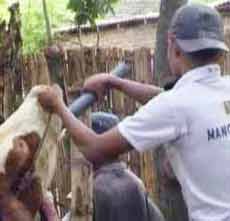 Harga Sapi Melambung, Oknum Pedagang Nekat Menggelonggong