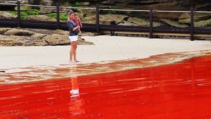 Hah? Air Laut Pantai Bondi Berubah Jadi Merah