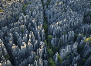 Ini Dia Hutan Batu Paling Luas di Dunia