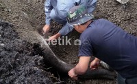 Gajah betina berumur 14 tahun yang bernama Dona ini merupakan peranakan dari gajah Way Kambas, Lampung, gajah tersebut mati setelah tersengat kabel listrik yang melintang saat pengerjaan rehabilitasi kandang gajah ini lupa dimatikan oleh pemborong. Arbi Anugrah/detikcom.