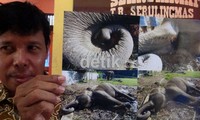 Foto-foto saat gajah tersebut tersengat listrik. Arbi Anugrah/detikcom.