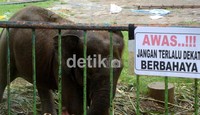 Dengan matinya gajah tersebut, maka koleksi gajah di Serulingmas hanya tinggal satu. Arbi Anugrah/detikcom.