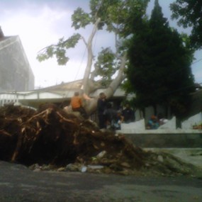 Tinggi Pohon yang Timpa Rumah di Jalan Jurang Capai 20 Meter