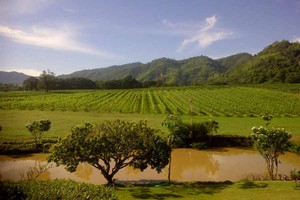 Jangan Ngaku Penggemar Wine Sebelum Datang ke Thailand
