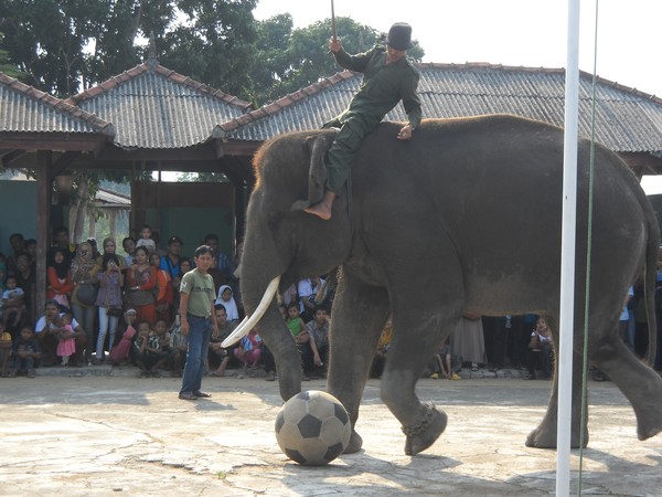 Unduh 55 Gambar Gajah Bermain Bola Paling Baru Gratis