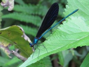 Jejak kami di Curug Lawe