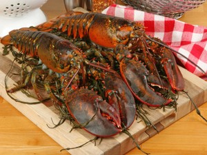 Akhirnya Ilmuwan Menemukan Cara Mengetahui Umur Lobster