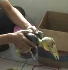 Penghobi Burung Ditangkap karena Beli Burung Rangkok