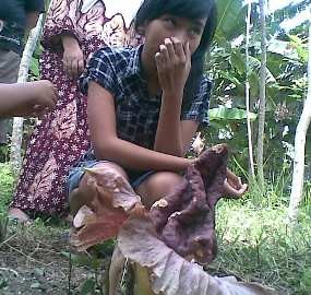 Bunga Bangkai Tumbuh di Halaman Warga Pasuruan