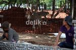 Kandang Rusa di Monas Mulai Direnovasi