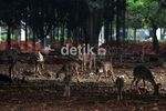 Kandang Rusa di Monas Mulai Direnovasi