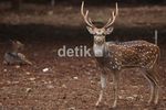 Kandang Rusa di Monas Mulai Direnovasi