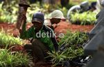 Kandang Rusa di Monas Mulai Direnovasi