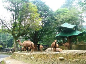 Liburan Akhir Tahun di Puncak, Ada Apa?