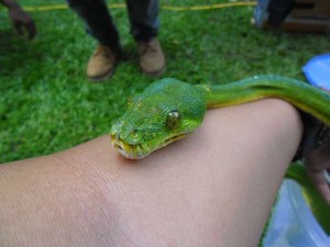 Aiih.. Lucunya Kuskus Tutul dan Ular Piton Papua