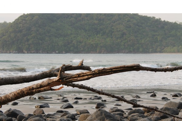 Pantai Nagellan Mutiara Tersembunyi Di Jember