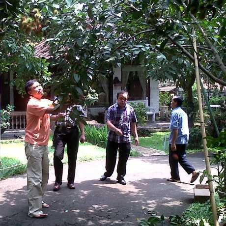 Asyik! Andi Mallarangeng Panen Rambutan