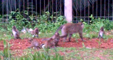 Pengurus Taman Margasatwa Angke Bantah Monyetnya Berkeliaran di PIK 