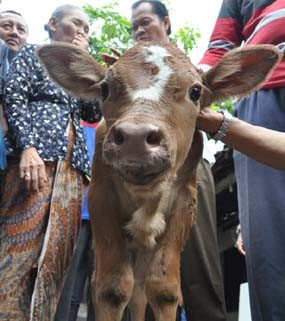 Kepala Anak Sapi di Nganjuk Muncul Angka Tiga