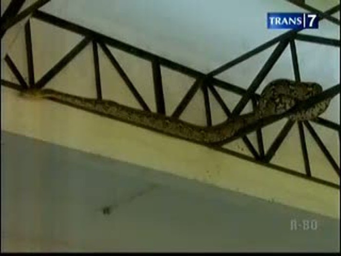 Ular 5 Meter Kabur dari Pameran