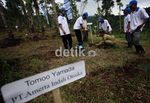 25.000 Pohon Ditanam di Gunung Halimun