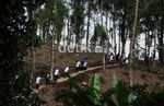 25.000 Pohon Ditanam di Gunung Halimun