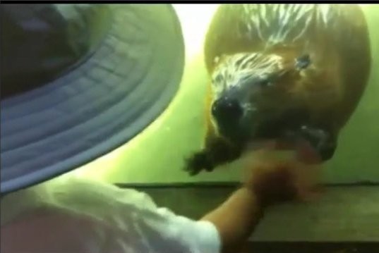 Lucu! Beredar Video Berang-berang Lambaikan Tangan