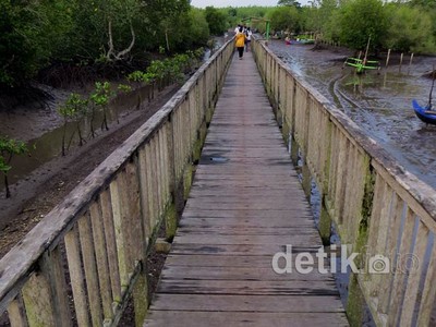 Menyusuri Mangrove Blok Bedul