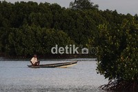 Ombak yang tenang dan pepohonan bakau menjadi hiasan yang indah saat berkunjung ke Pulau Pari.