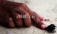Bagi yang beruntung bisa juga menemukan dan bermain dengan keok laut (umang-umang).