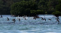 Pulau ini juga menjadi tempat hidup sejumlah spesies burung.