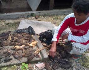 Tiga Kecamatan di Lamongan Diserang Flu Burung