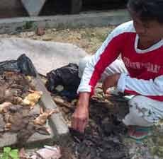 Tiga Kecamatan di Lamongan Diserang Flu Burung