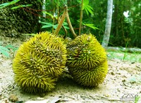 Ini Dia 10 Buah Impor Favorit Indonesia