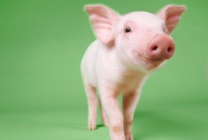 Hah! Pasien Kanker Payudara di Inggris Pakai Organ Babi untuk Rekonstruksi