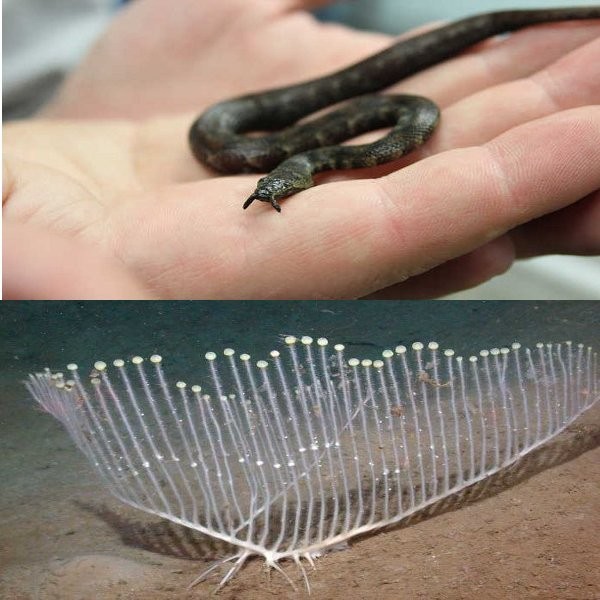 6 Temuan Aneh pada Binatang di Tahun 2012