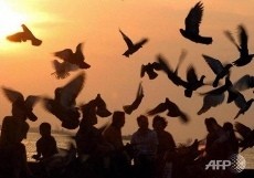 Flu Burung Merebak di Bangladesh, 150 Ribu Ekor Unggas Dimusnahkan