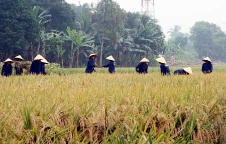 5 Masalah yang Membelit Pertanian di Indonesia