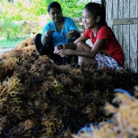 Lahan Rumput Laut di Bali Beralih Fungsi Jadi Hotel & Kawasan Wisata